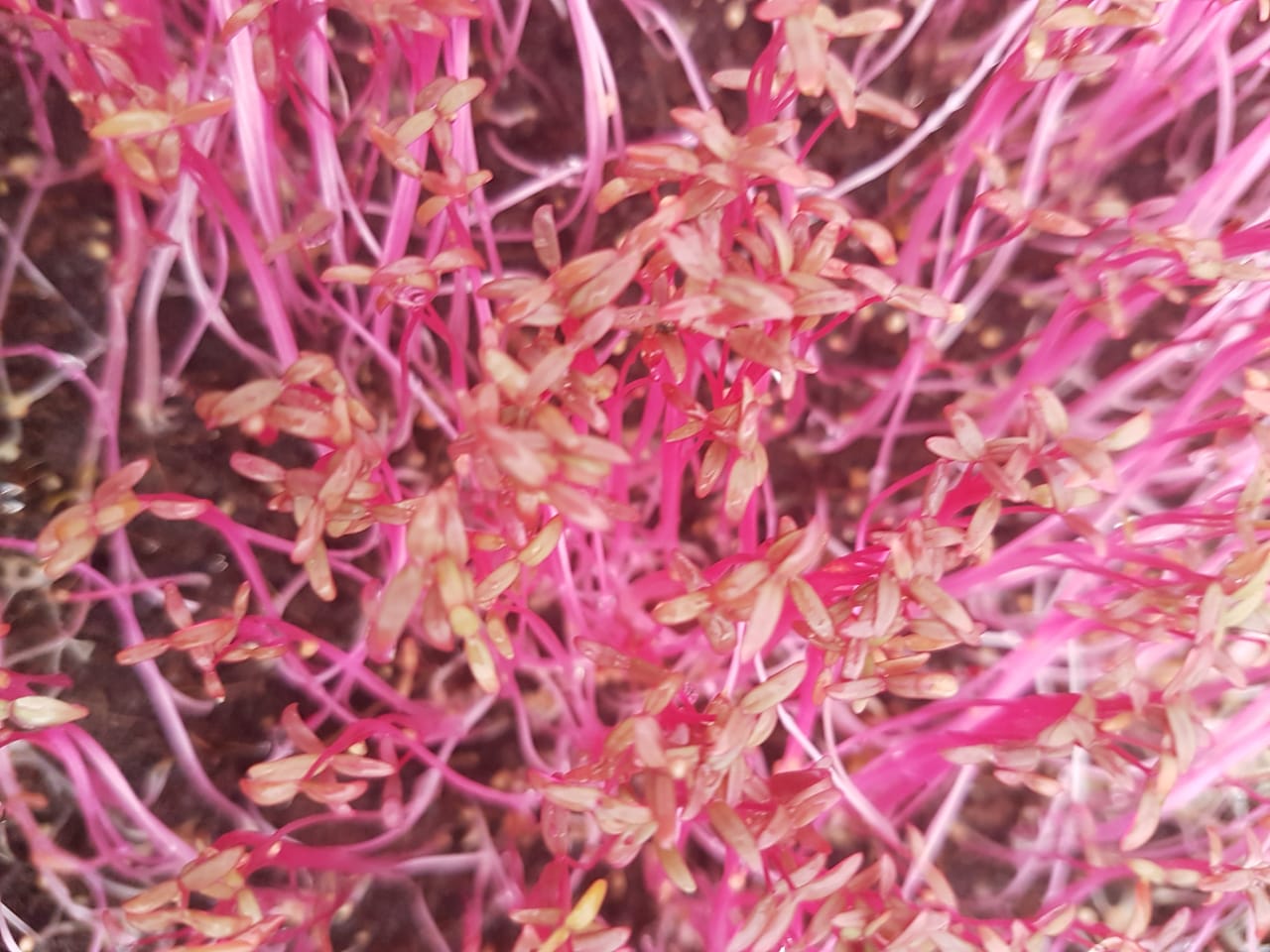   Marog - Wild spinach